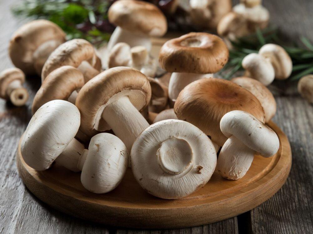witaminy w grzybach
